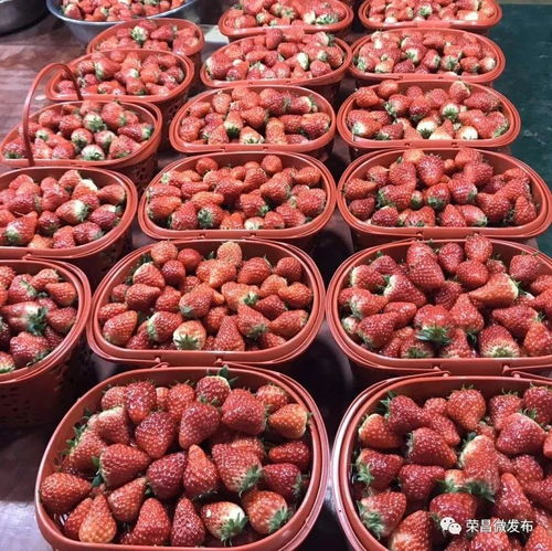 榮昌本地農副產品線上選購指南 手機下單，美味到家